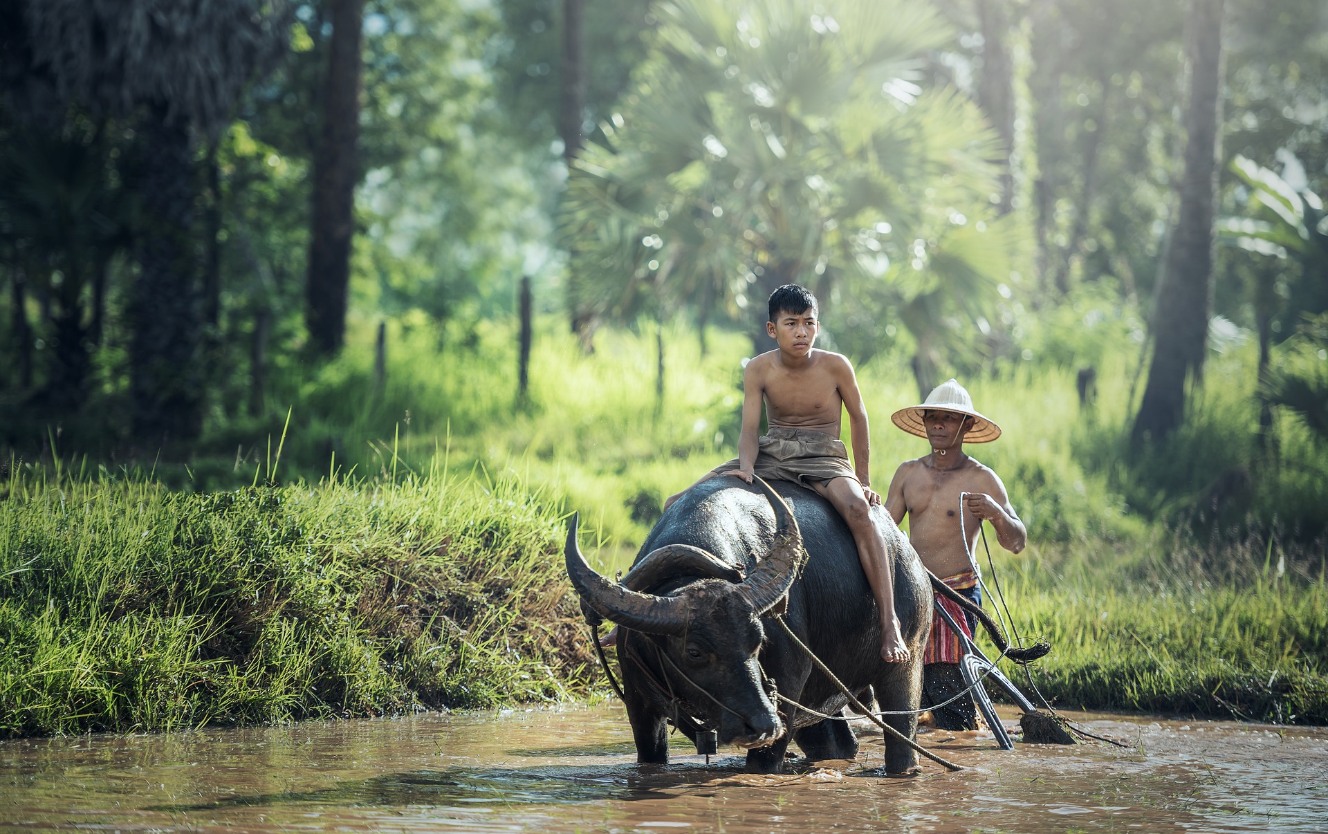 1.2.1_water-buffalo-g07700002e_1920